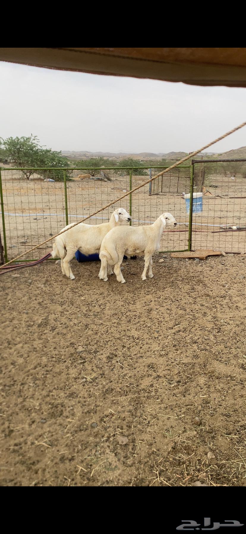 طليان جبره شعره و طرف العدد 2 يوجد تابي64589228758914110