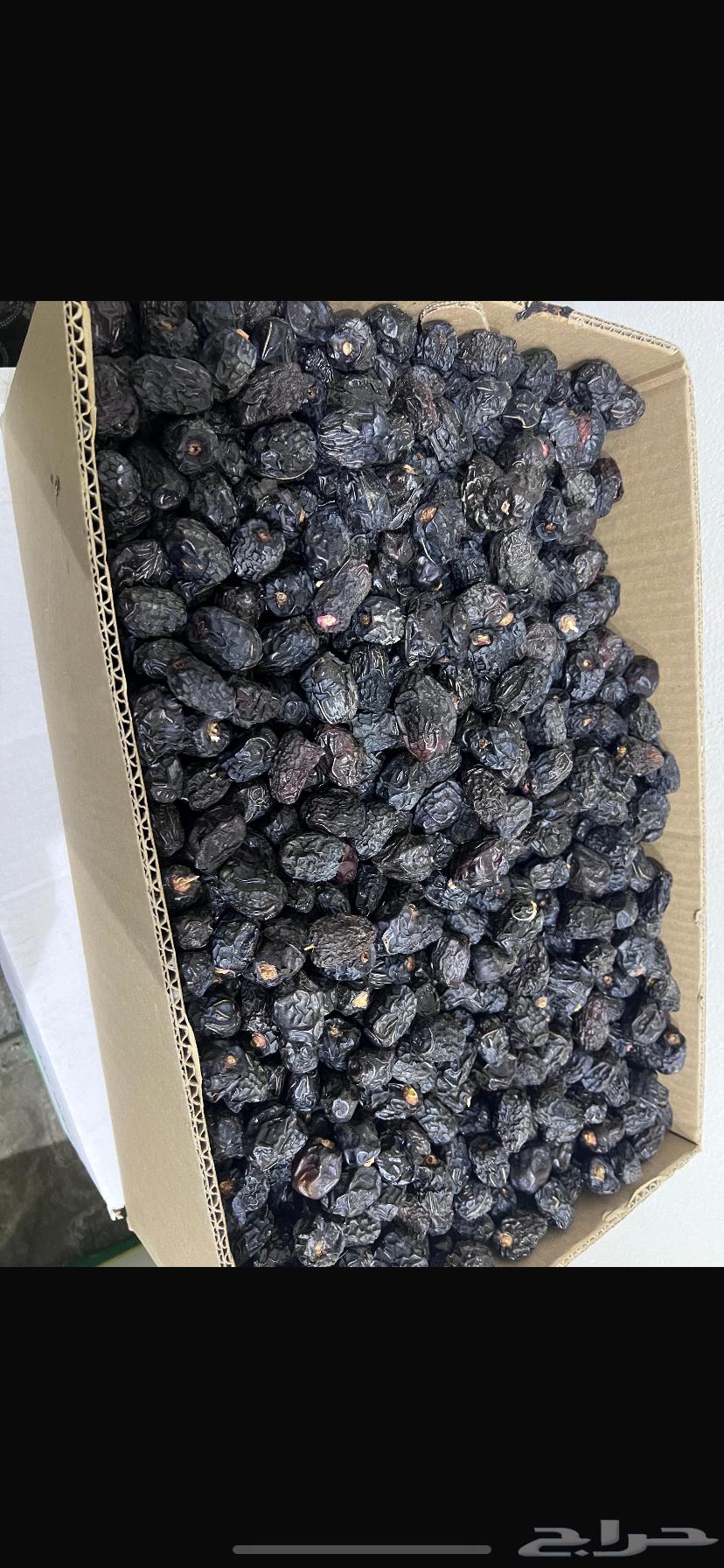 Medina dates for sale64589528853634111