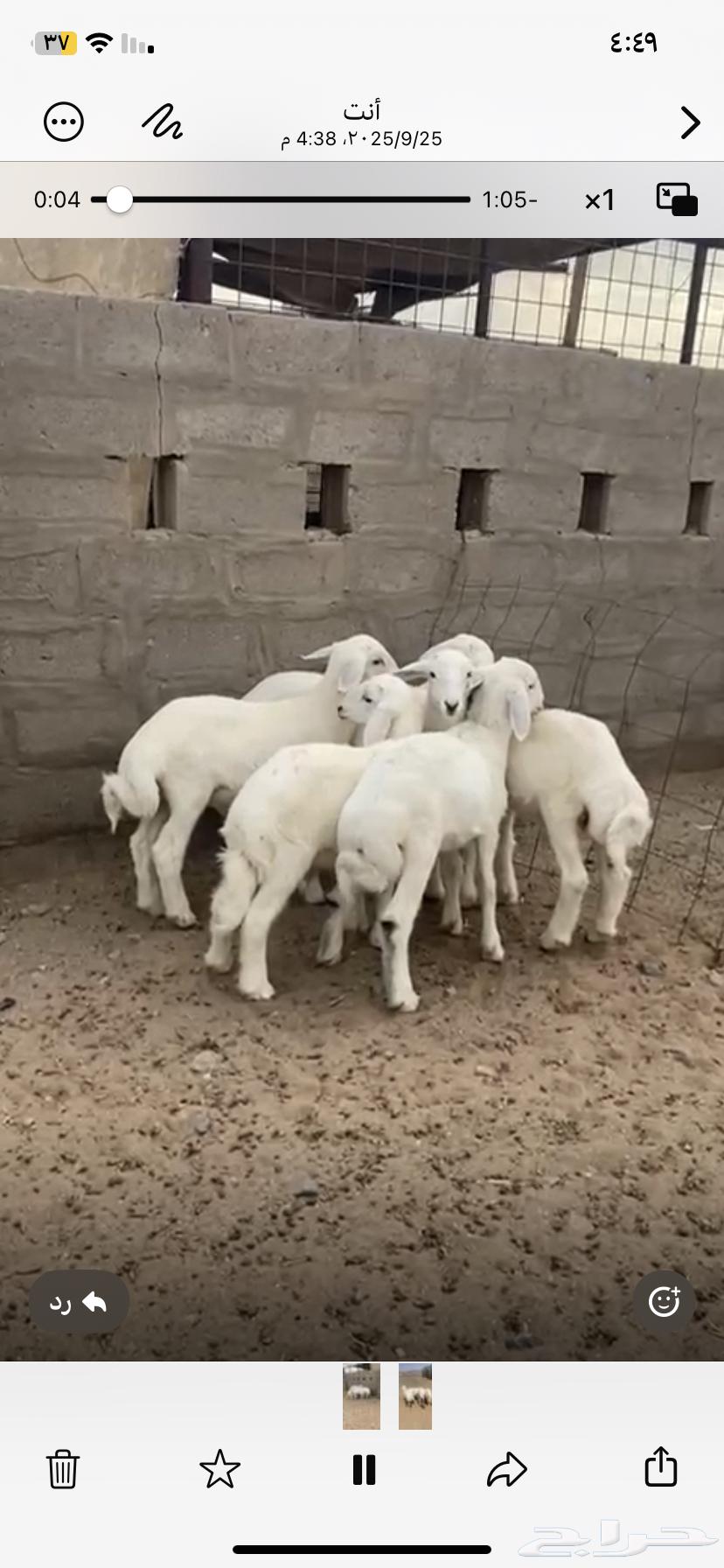 Luxury sheep with one walking side64593011107585112