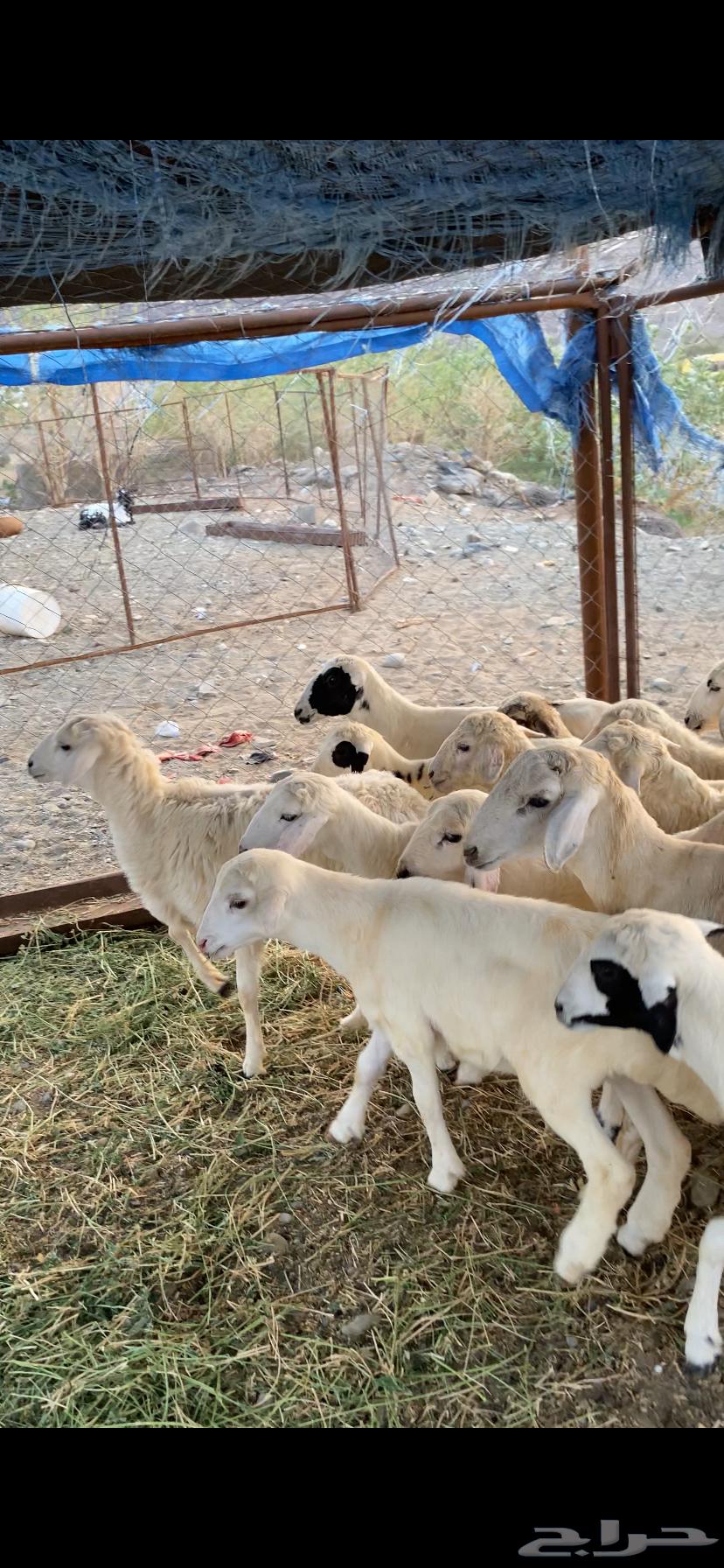 طليان ورخال حريه64591767708291110