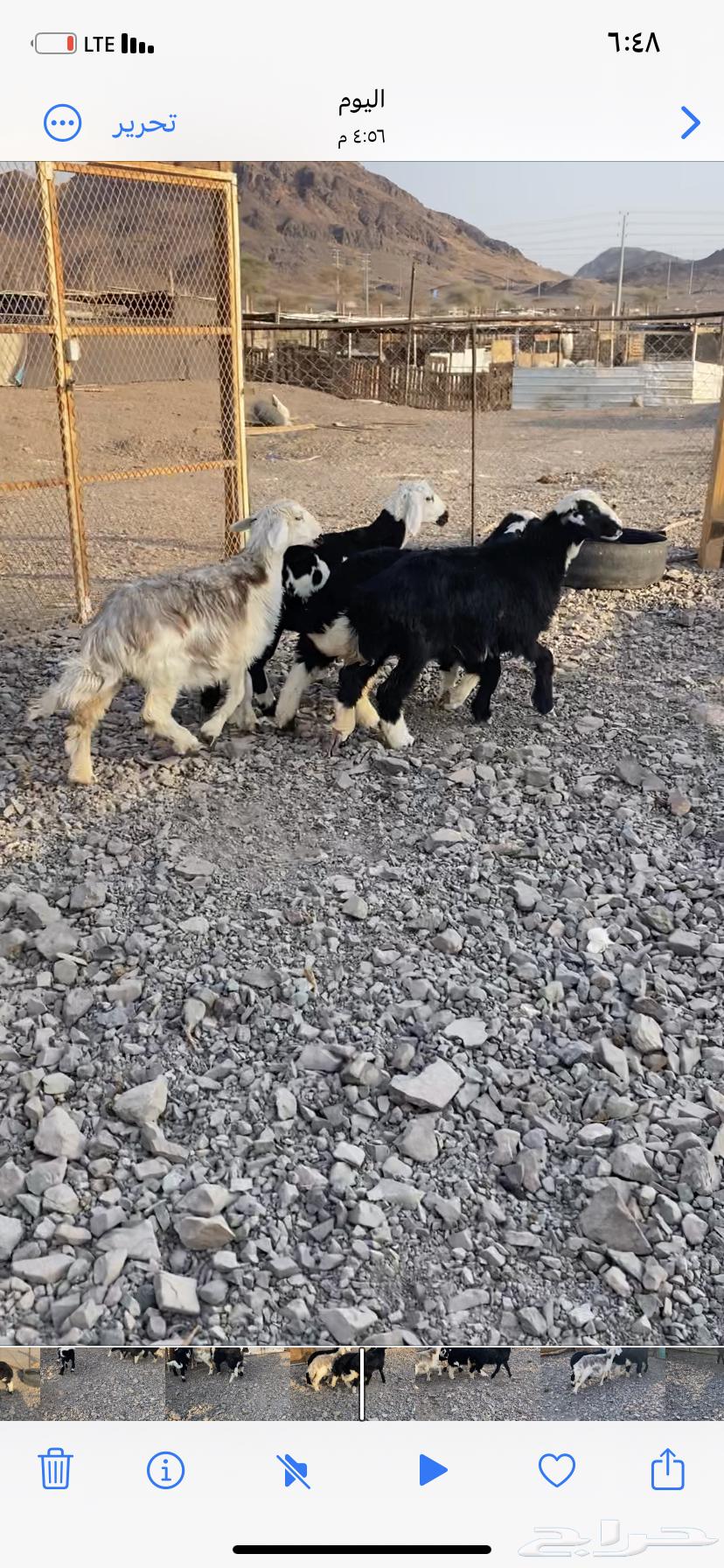 طلي و3 رخال ذبايح نضيفه64594070642051110