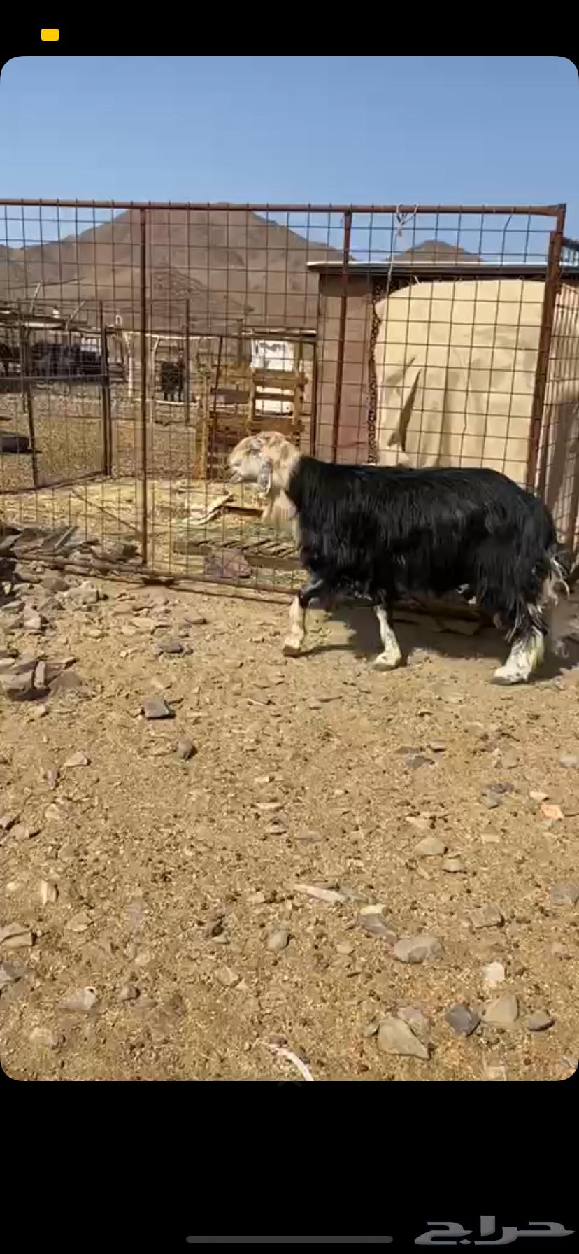 تم البيع خارج الموقع-طلي فحل مشروط السن جامع - الموقع العيص64590971524098111