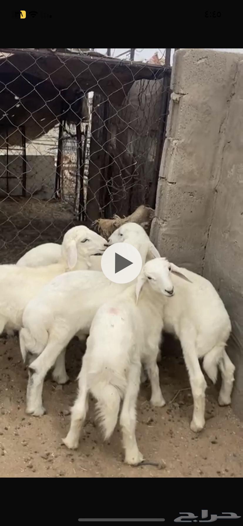 Luxury sheep with one walking side64593011107585113