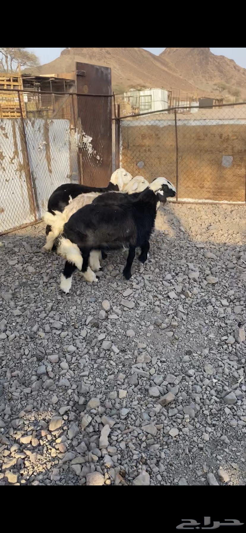 طلي و3 رخال ذبايح نضيفه64594070642051111