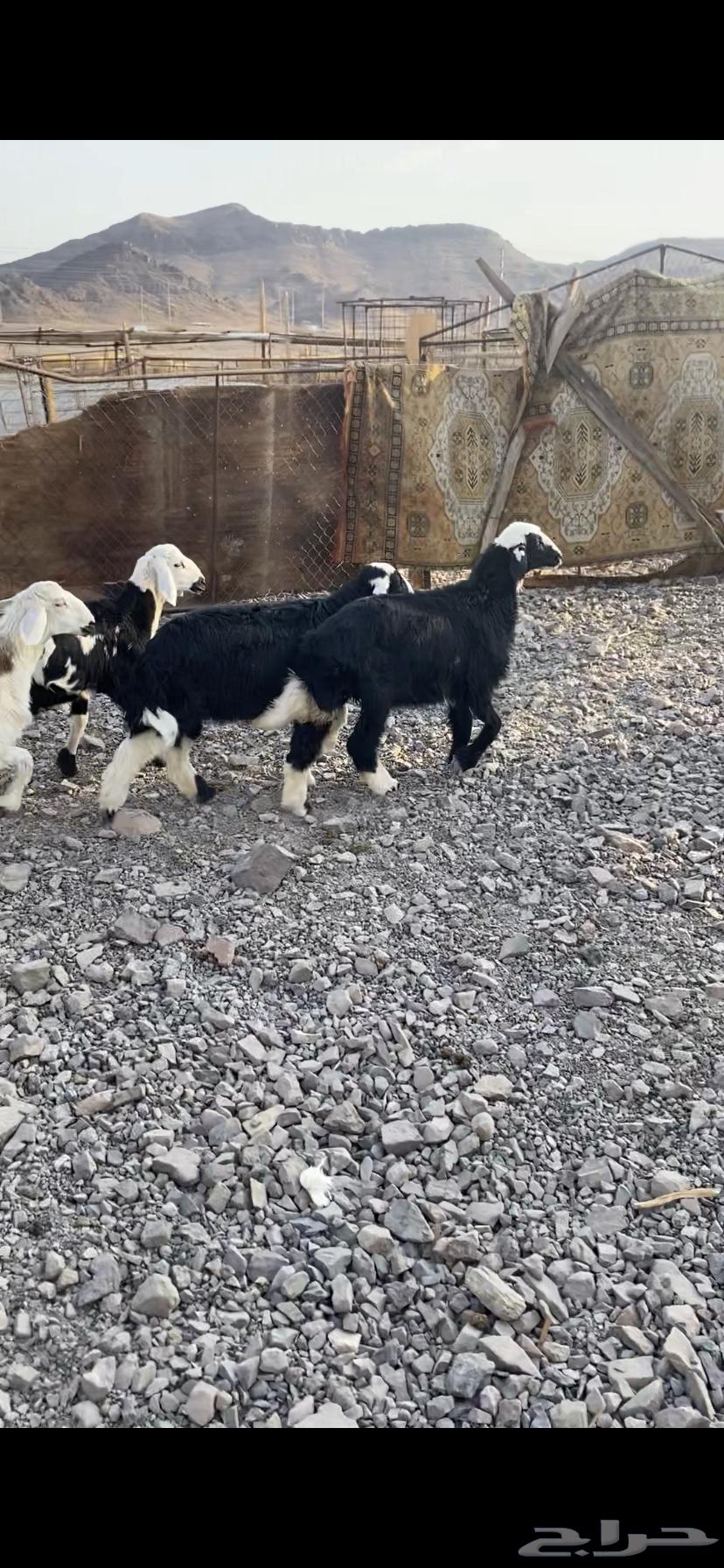 طلي و3 رخال ذبايح نضيفه64594070642051112