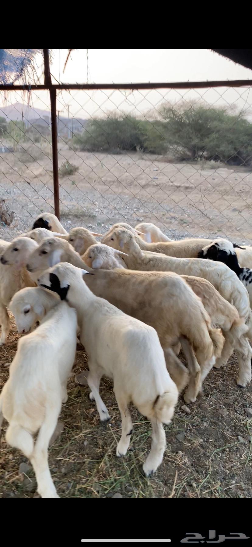 طليان ورخال حريه64591767708291111