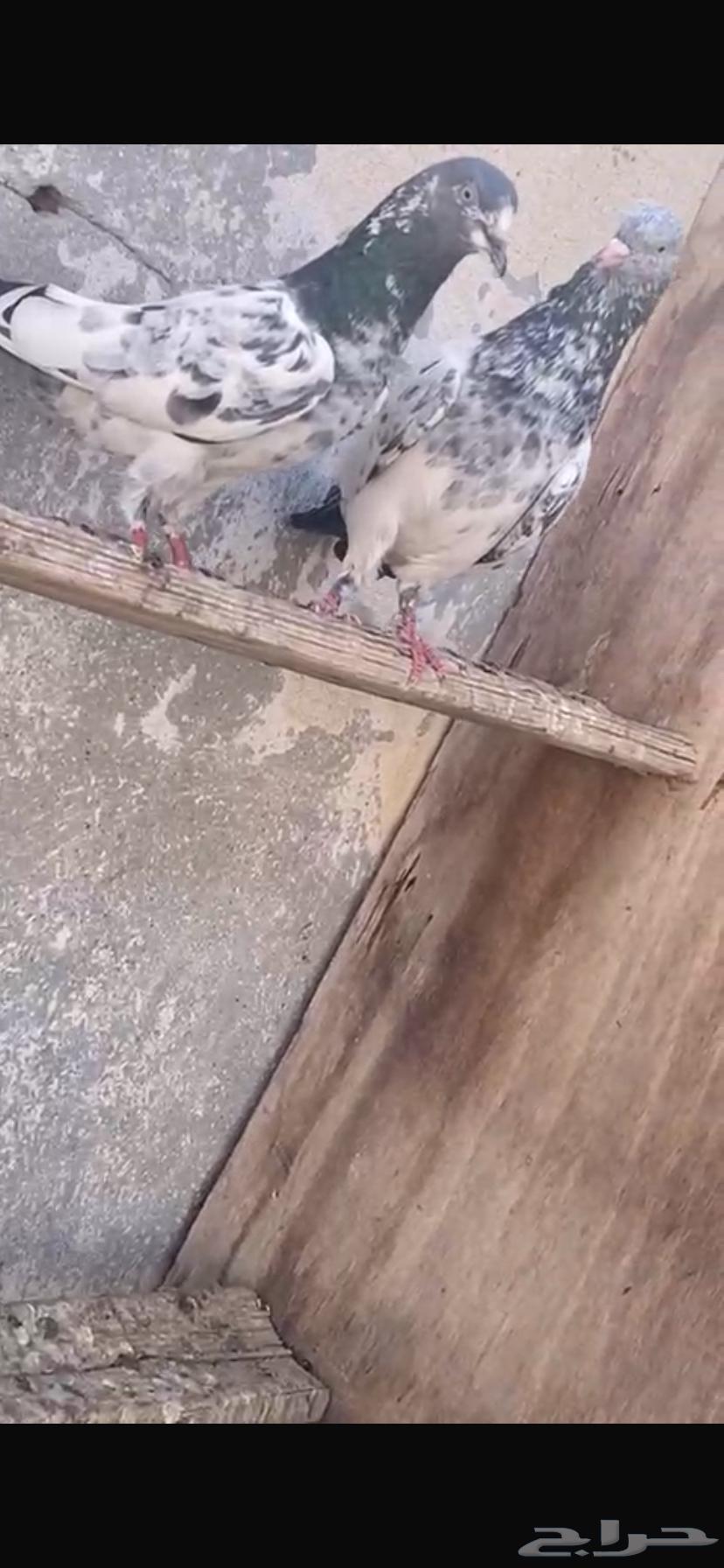 للبيع حمام باكستاني جوزين64590454566145110