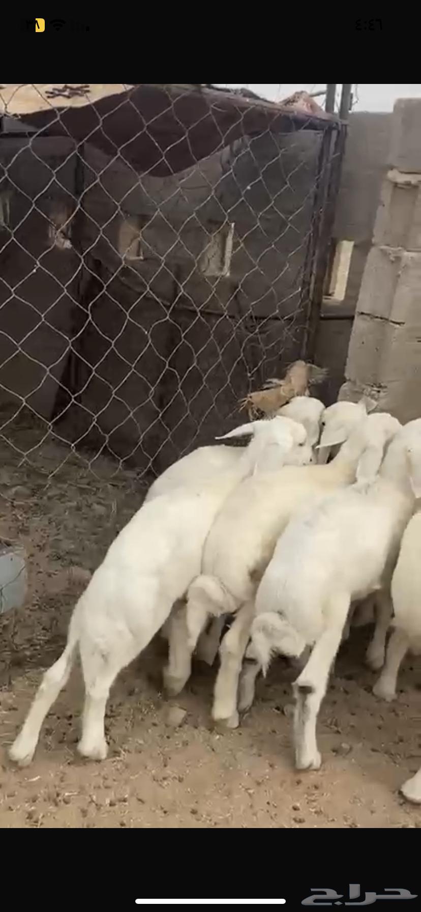 Luxury sheep with one walking side64593011107585114