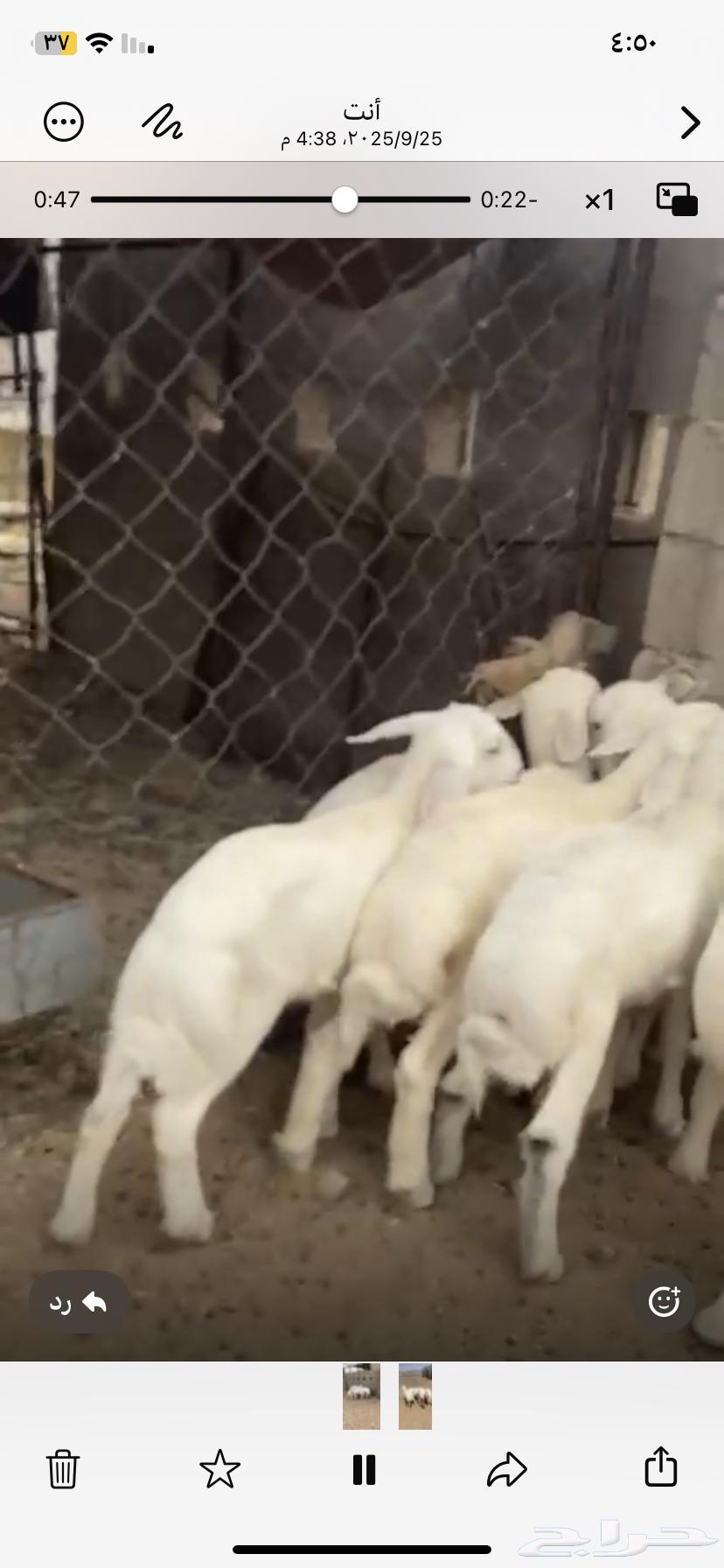 Luxury sheep with one walking side64593011107585110