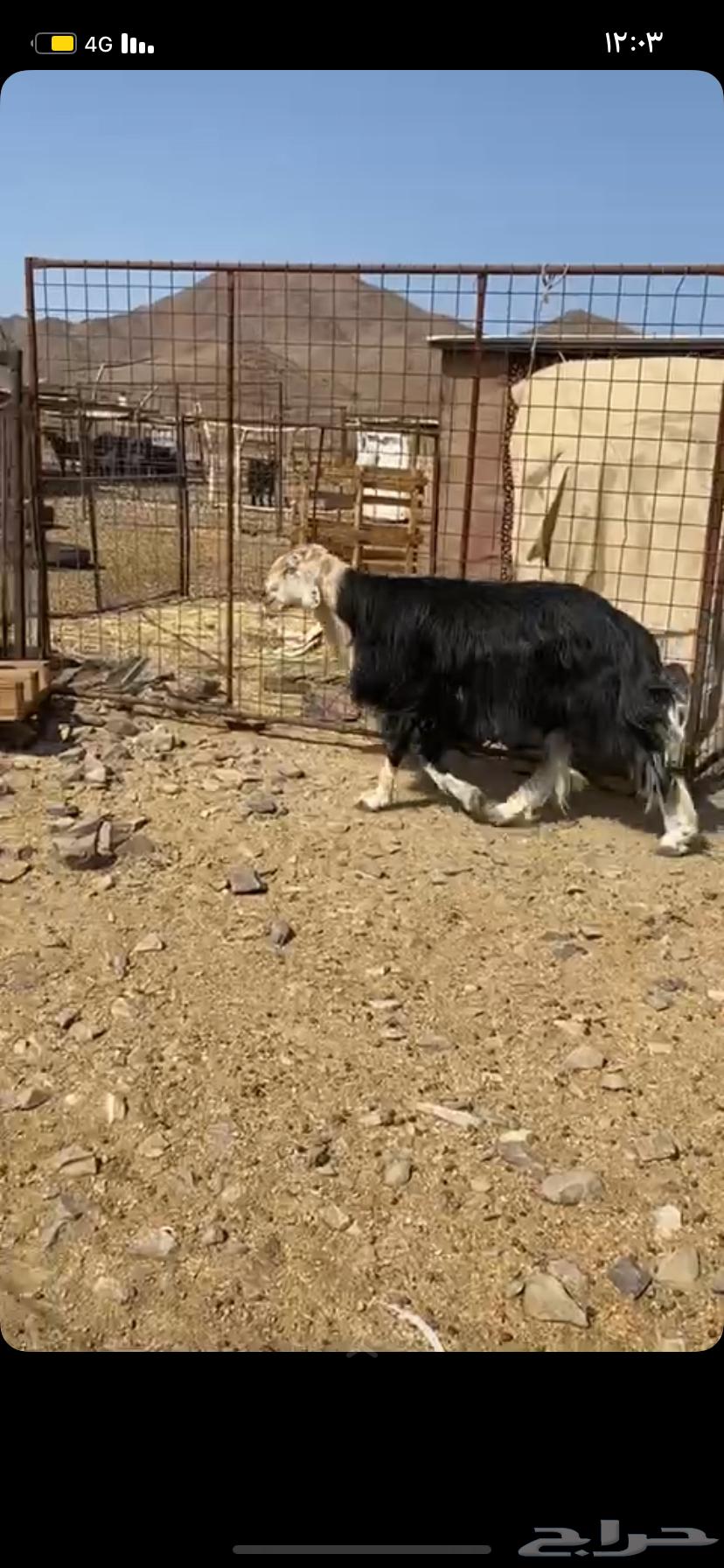 تم البيع خارج الموقع-طلي فحل مشروط السن جامع - الموقع العيص64590971524098110