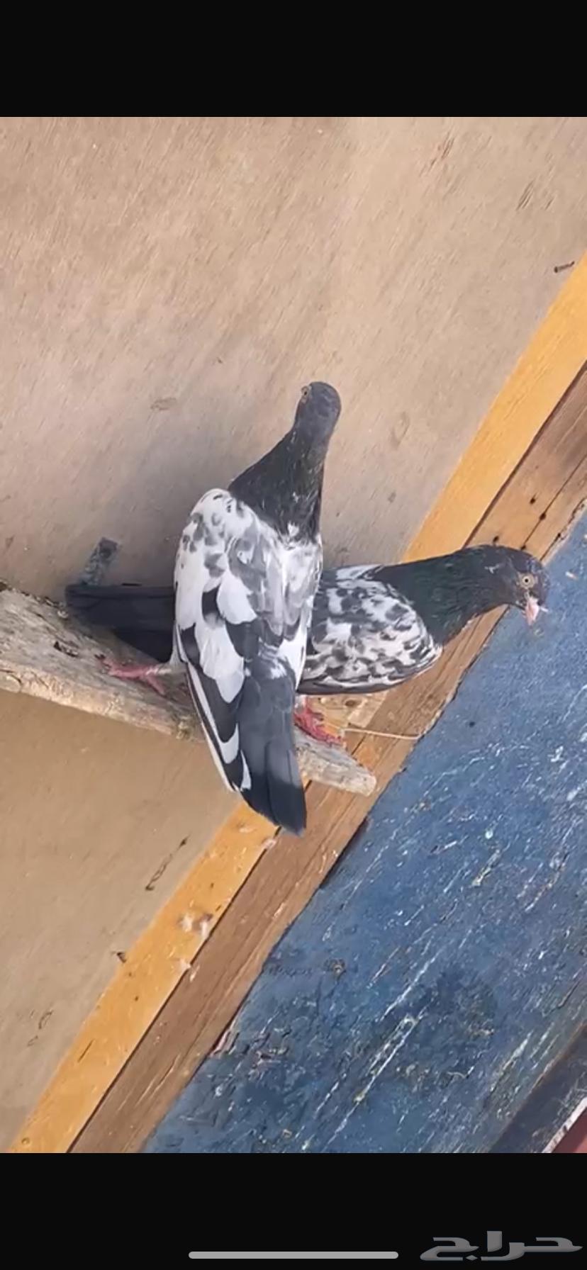 للبيع حمام باكستاني جوزين64590454566145111