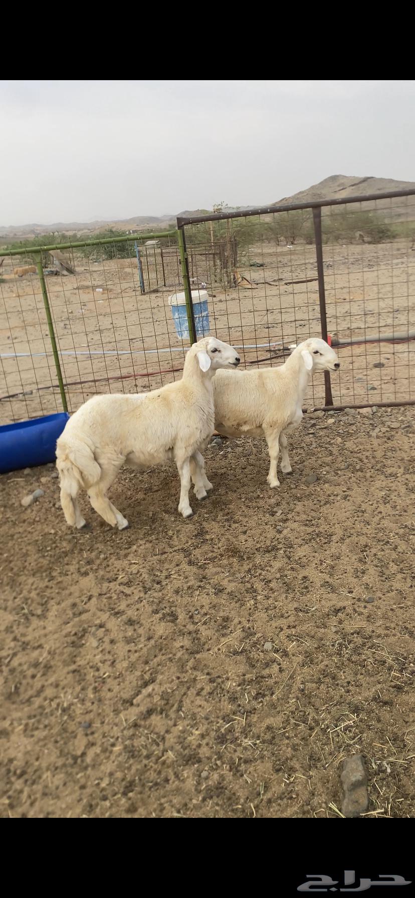 طليان جبره شعره و طرف العدد 2 يوجد تابي64589228758914111