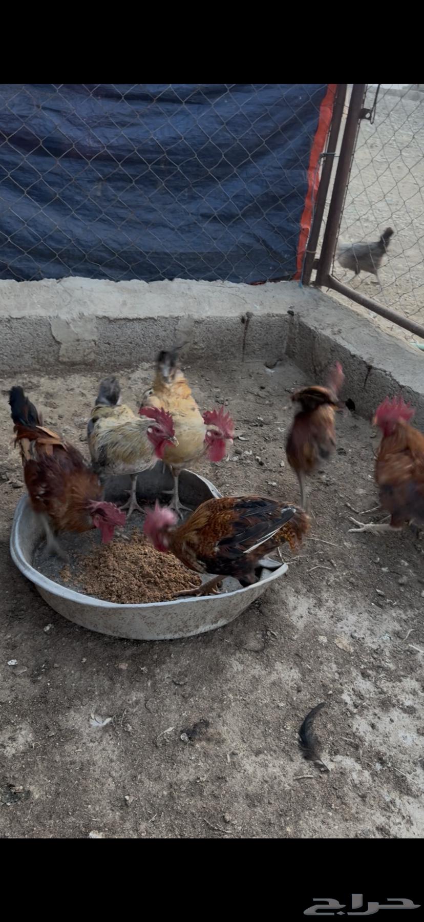 ديوك للبيع64594935565826111