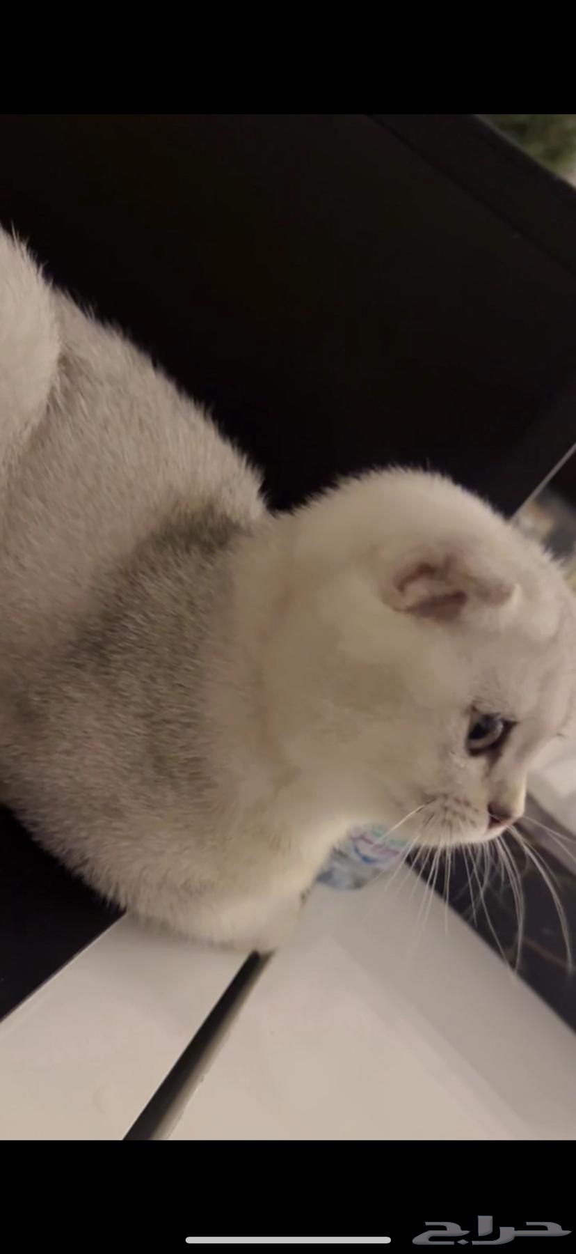 سكوتش فولد قطوه 4 شهور64594651778433110