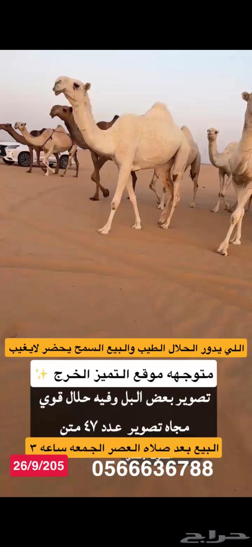 ابل جمله للبيع موقع التميز الخرج عدد 47 متن64595452873858110