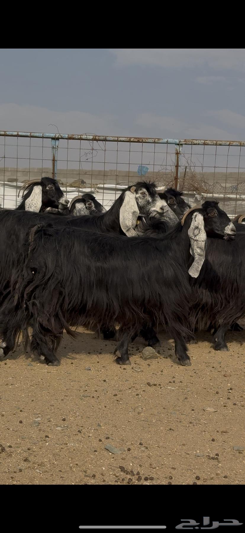 Goat show class for sale64594565152898111