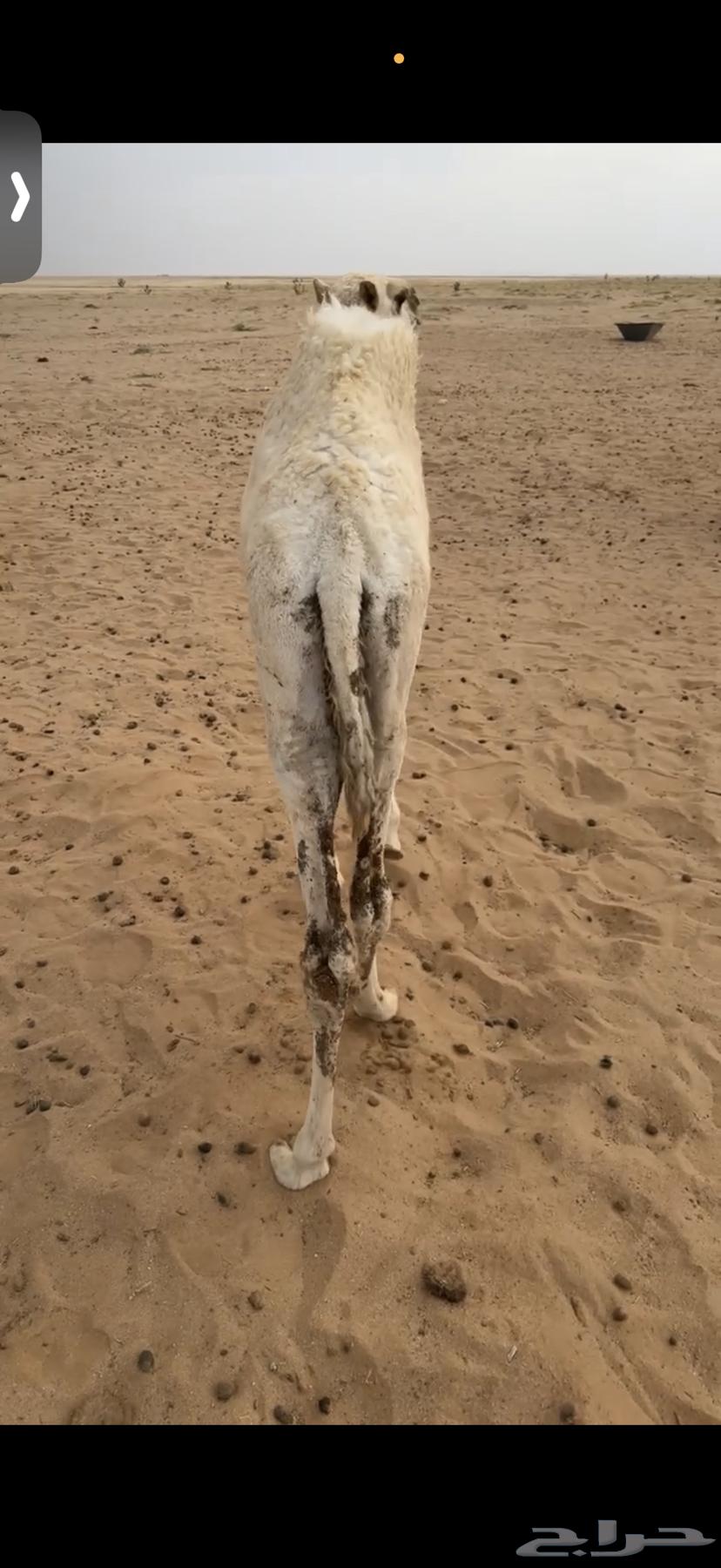 قعود للبيع64594960445058110