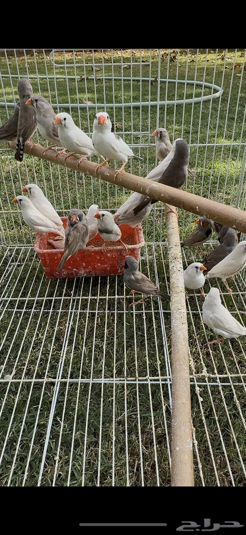 للبيع زيبرا منتج64593423604993110