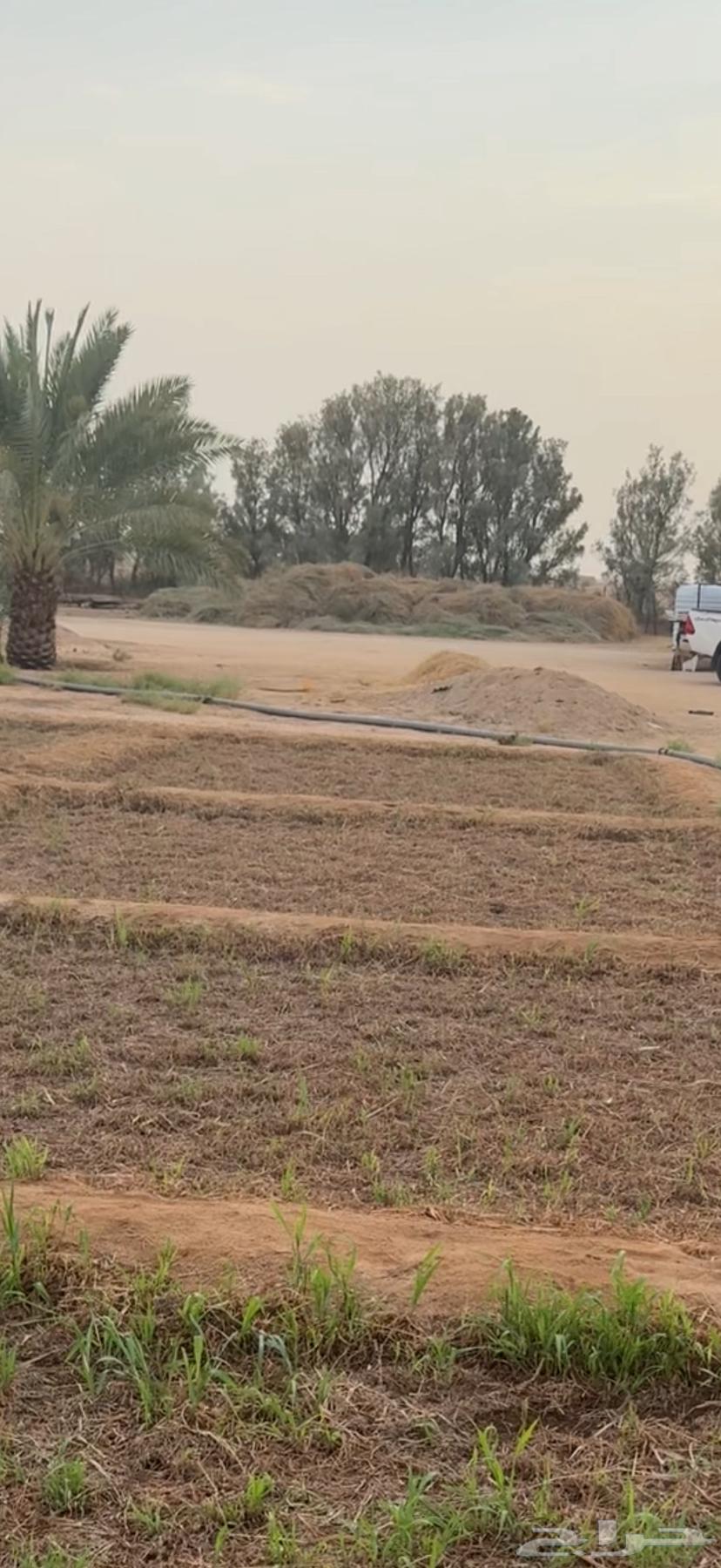 Clean Bluebank Fodder (Sold)64593534220546110