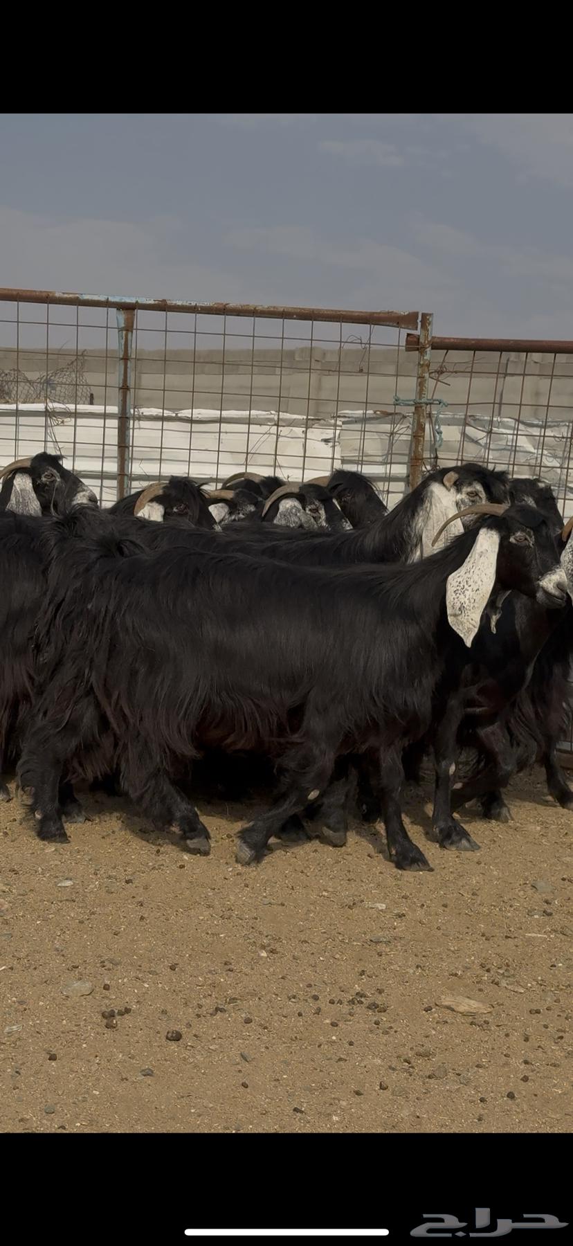 Goat show class for sale64594565152898112