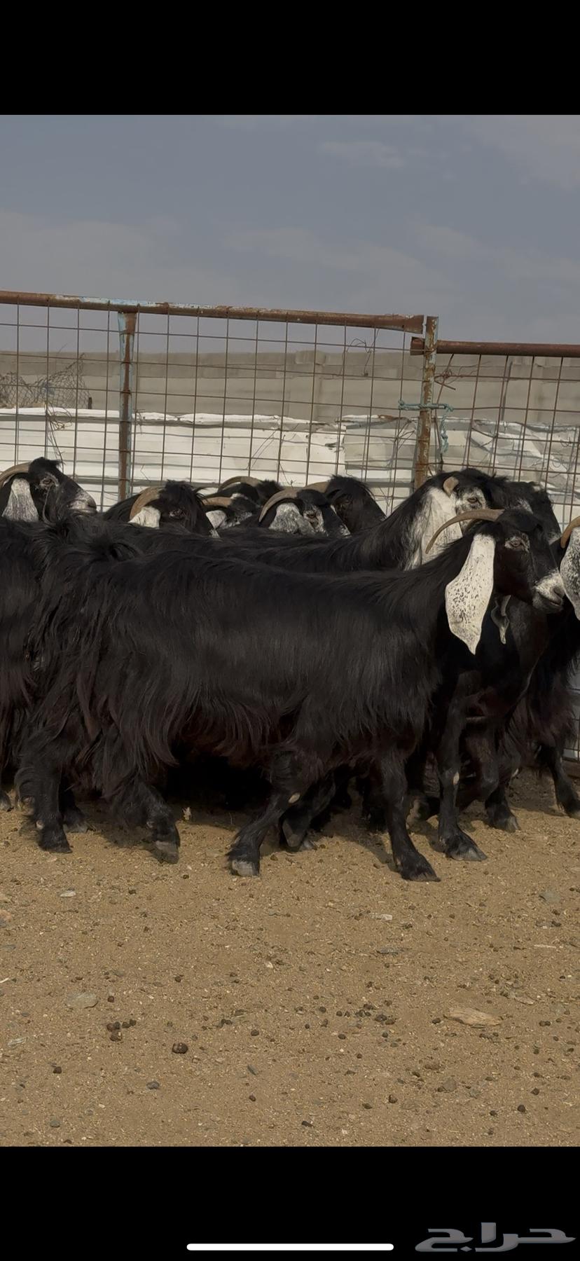 Goat show class for sale64594565152898113