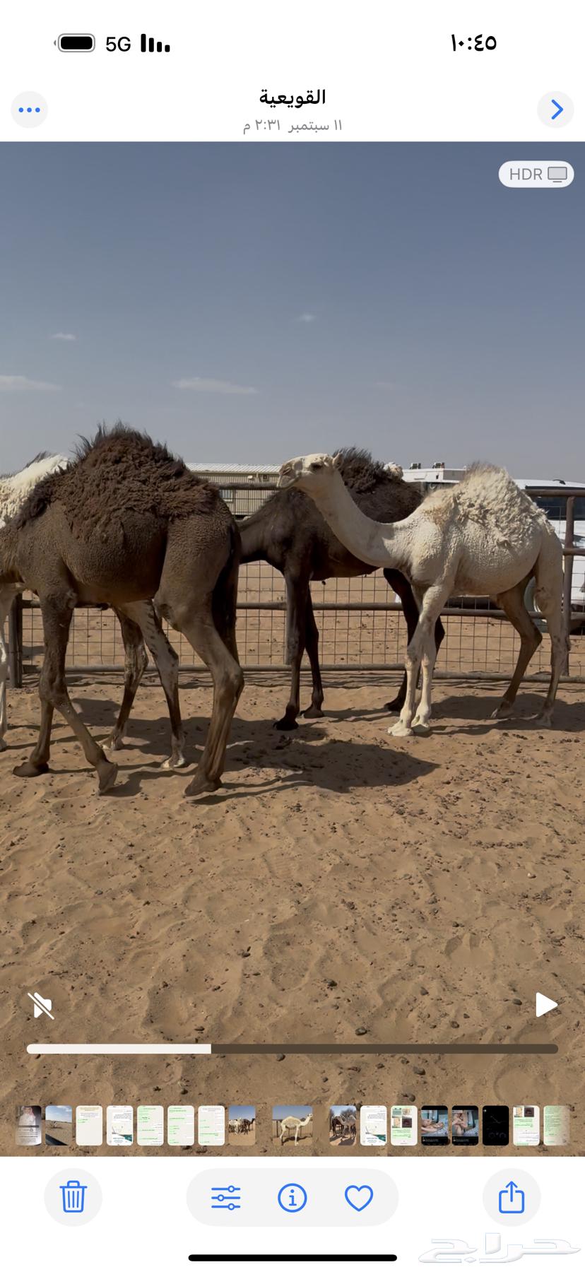 للبيع سبعة حيران عمارها مابين تسع شهور الى سته64596067439363111