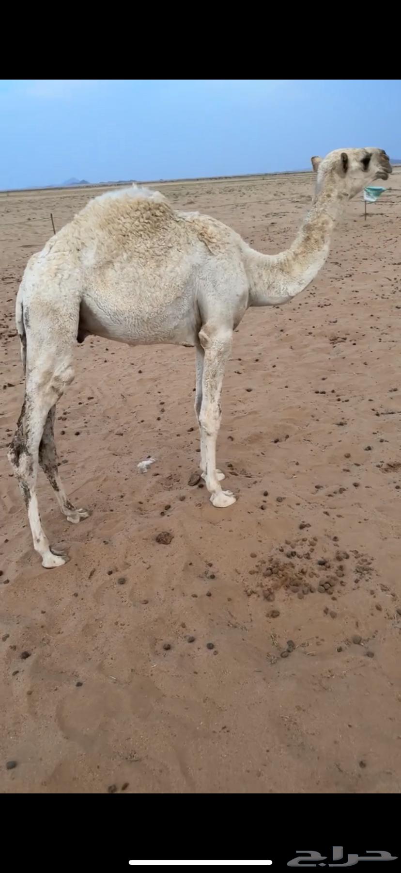 قعود للبيع64594960445058111