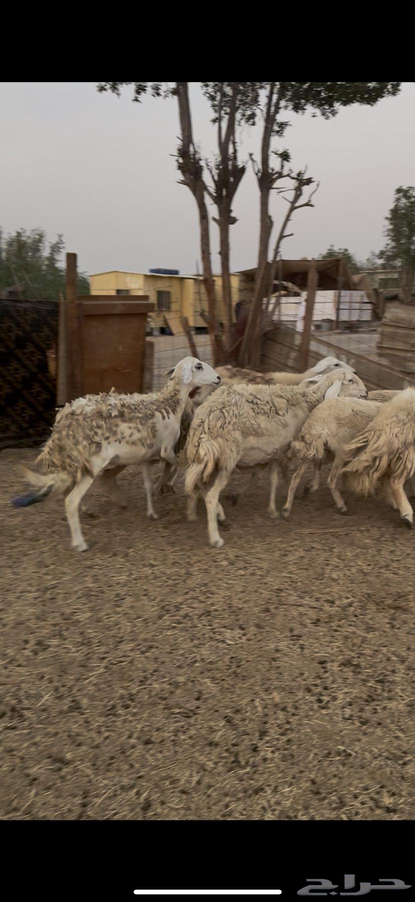 15 ضان حريات بالفحل حرش دفيع كفوو ع 750 لاول زبون64594085523329113