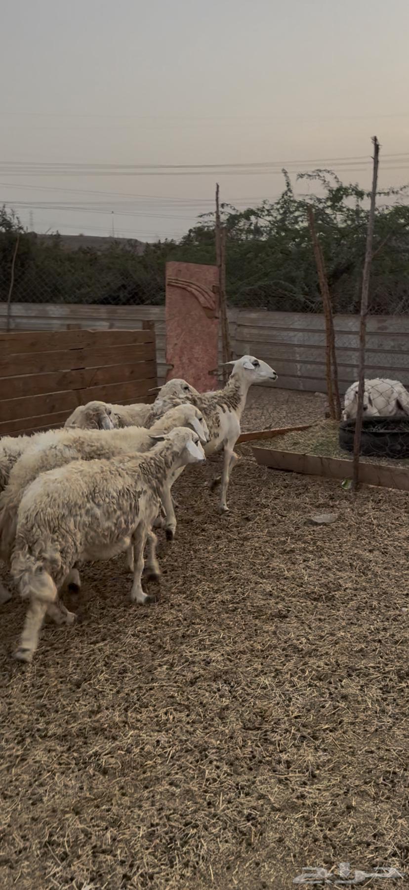 15 ضان حريات بالفحل حرش دفيع كفوو ع 750 لاول زبون64594085523329114