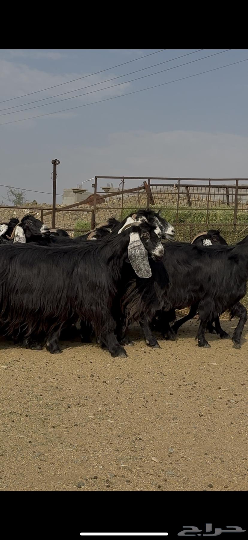 Goat show class for sale64594565152898110