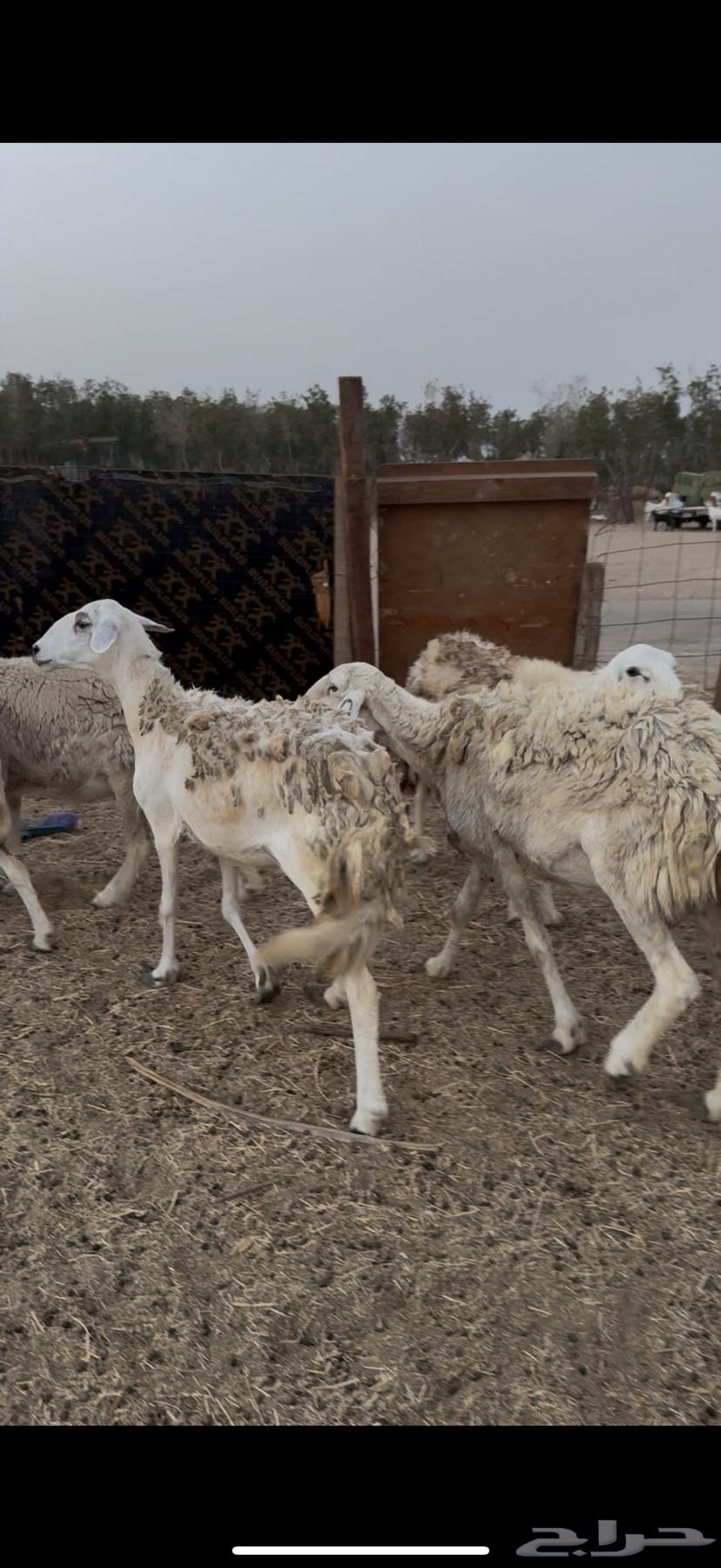 15 ضان حريات بالفحل حرش دفيع كفوو ع 750 لاول زبون64594085523329111