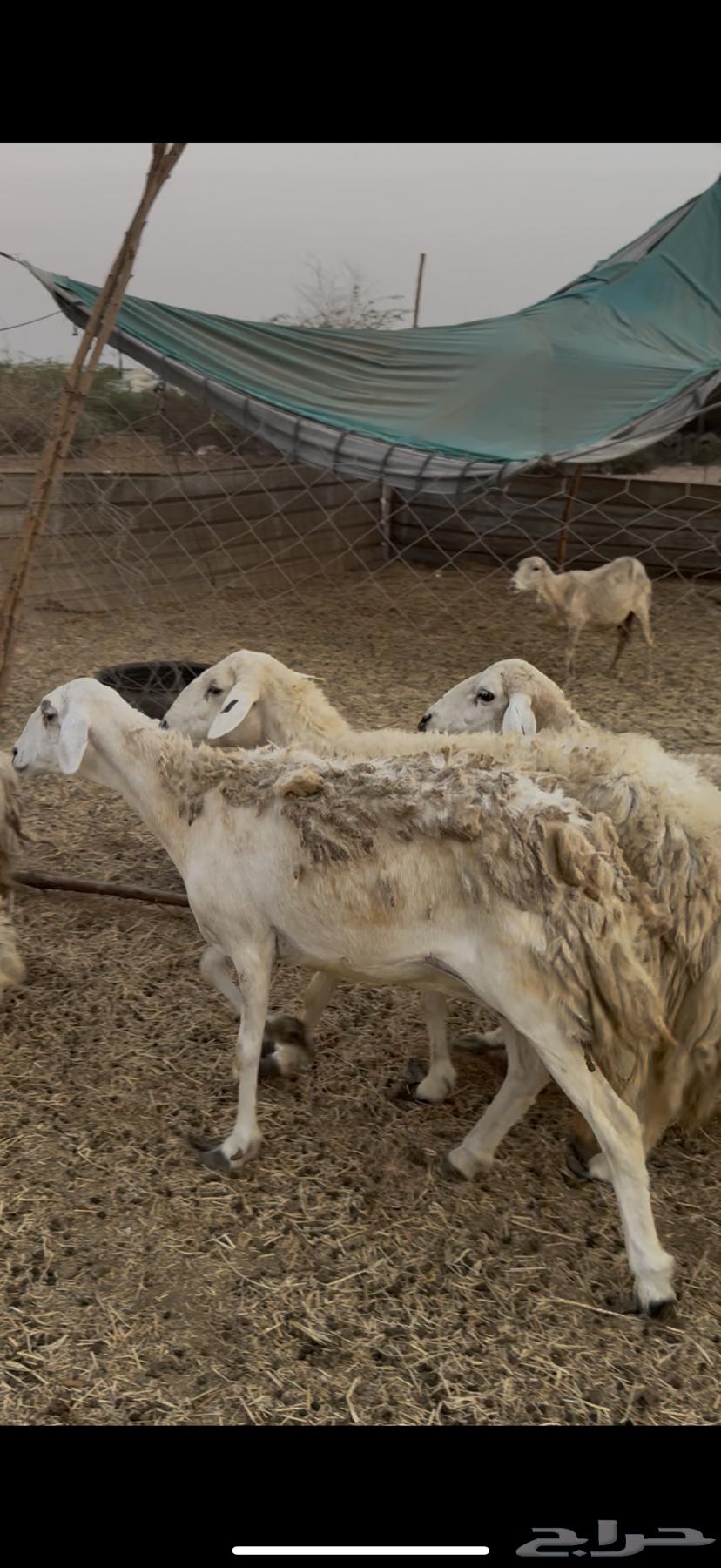 15 ضان حريات بالفحل حرش دفيع كفوو ع 750 لاول زبون64594085523329110