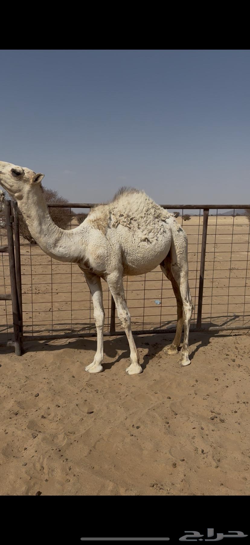 للبيع سبعة حيران عمارها مابين تسع شهور الى سته64596067439363110