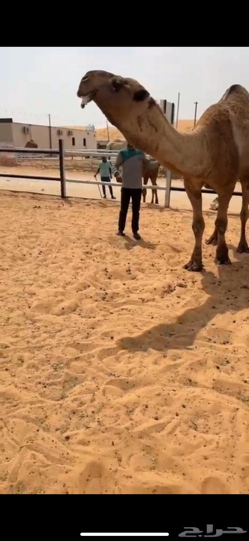 For sale, the capable camel of Al-Oni64593460360065112