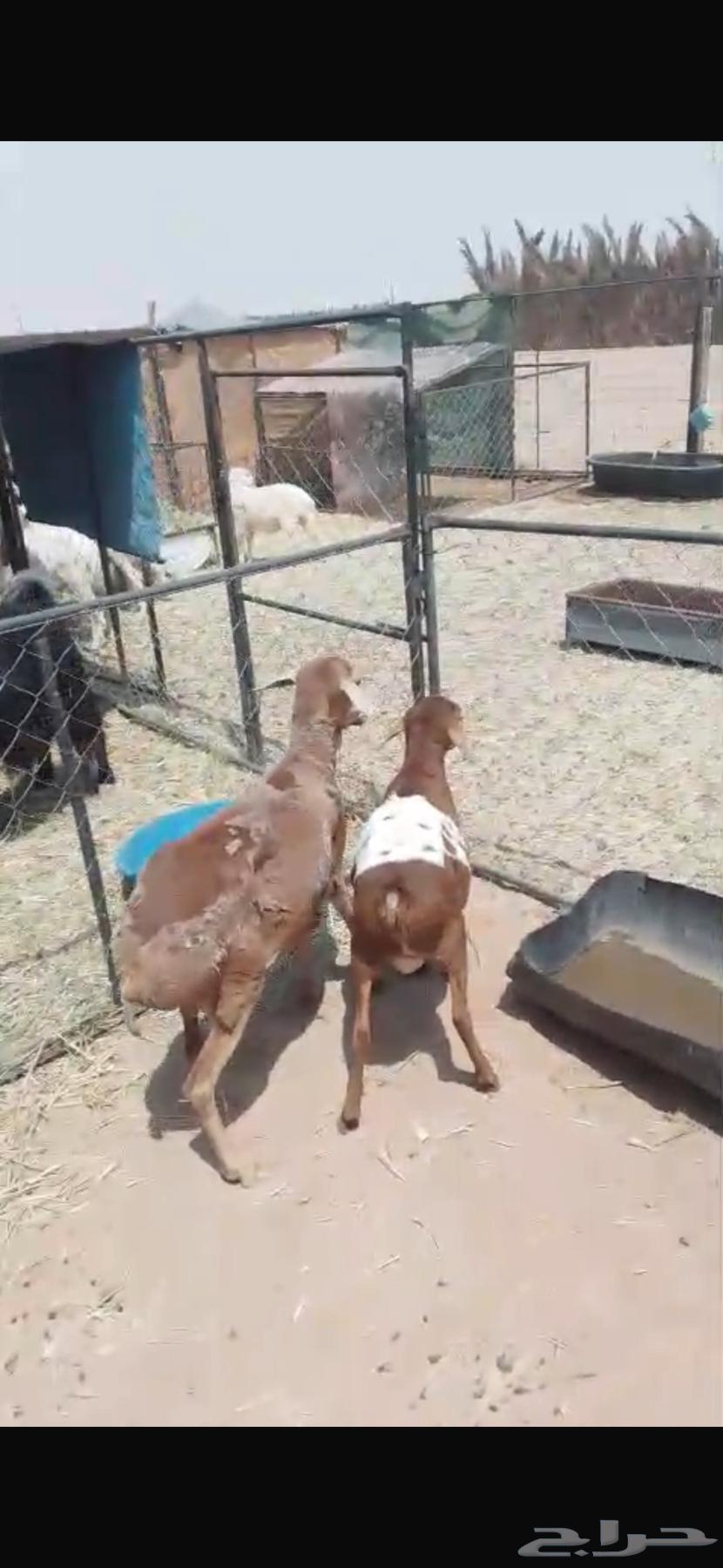 بربريه سديس مقنوي (( تم البيع خارج الموقع ))64592129992835111