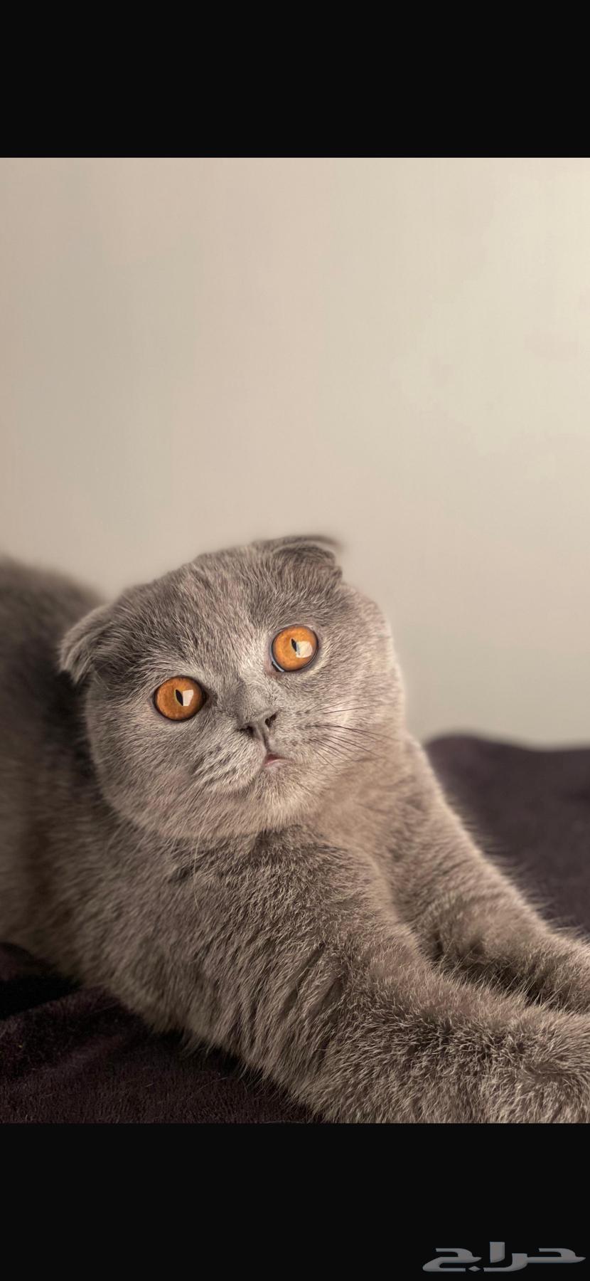Scottish Fold Cat64589829662722110