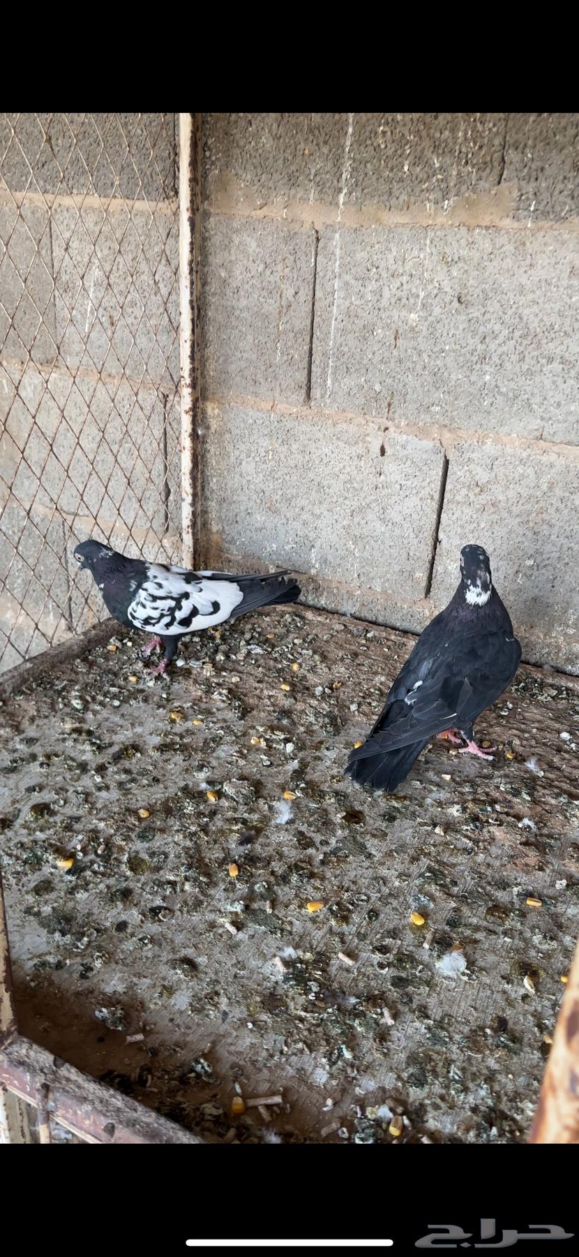 عشة حمام دجي64592238018947112