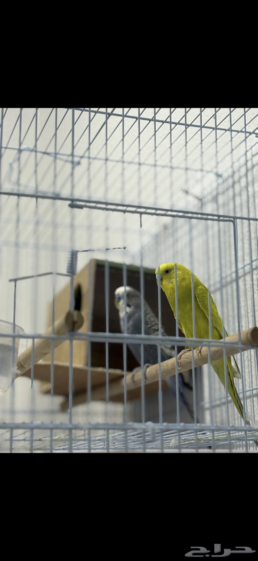 طيور حب64589854385923111