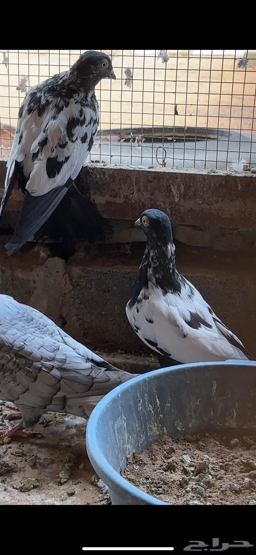 عشة حمام دجي64592238018947110