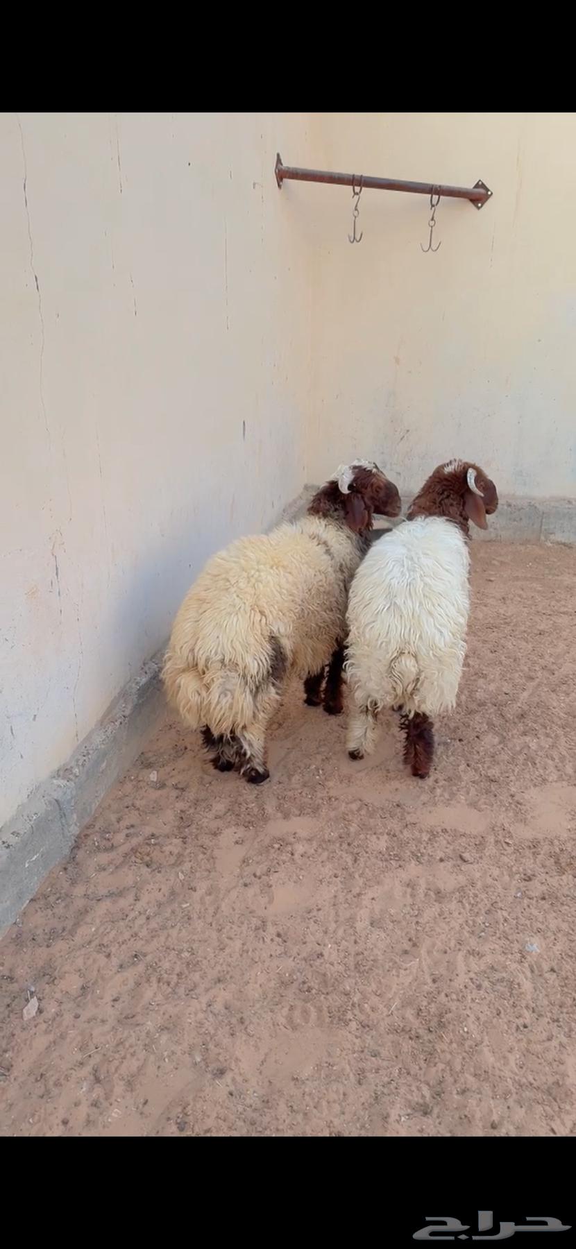 طليان نعيم الريآض حي الشفآء آي مكان نوصل فيه ذبح باقي آثنين64590002596609111