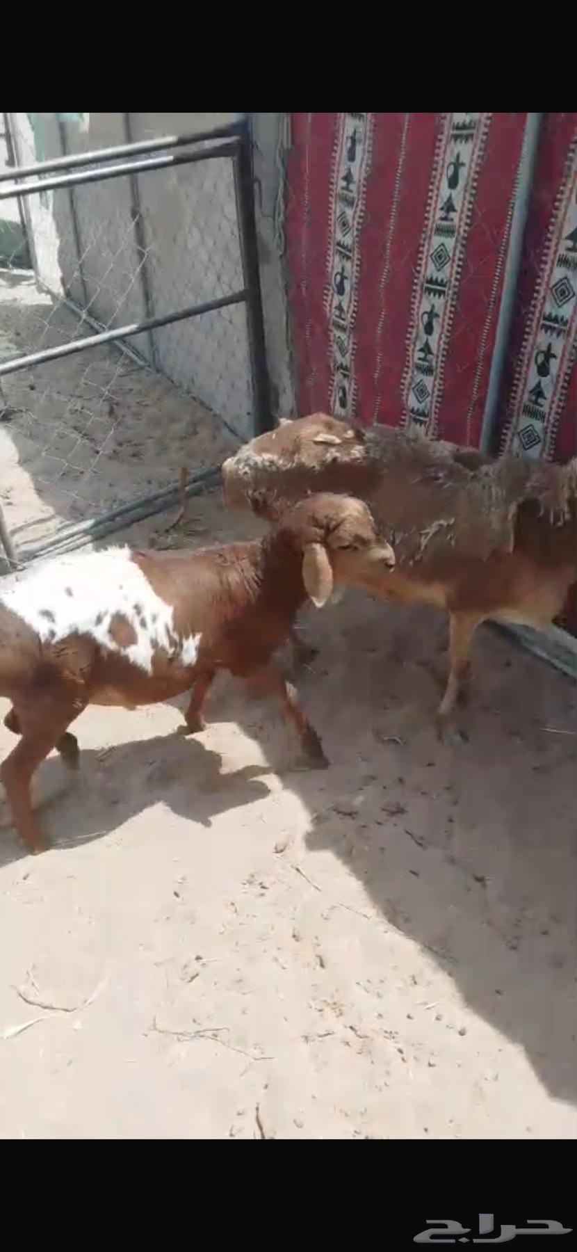 بربريه سديس مقنوي (( تم البيع خارج الموقع ))64592129992835112