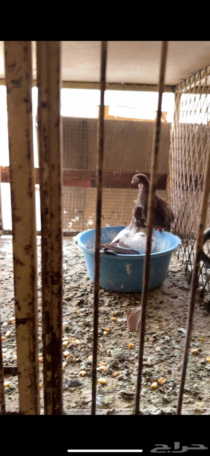 عشة حمام دجي64592238018947114