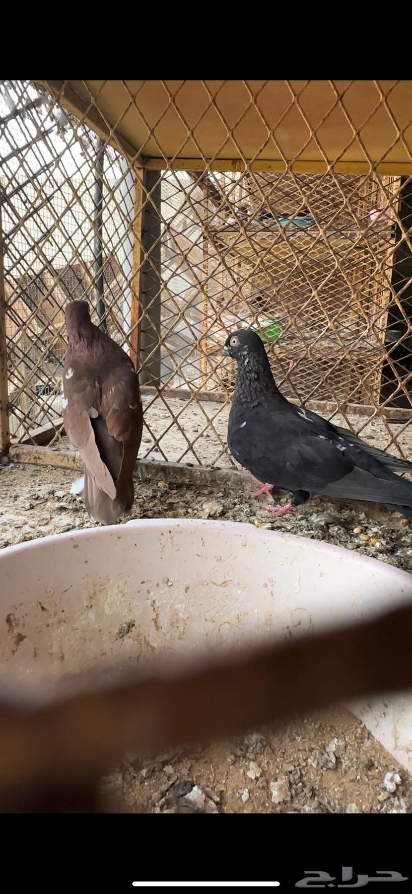 عشة حمام دجي64592238018947111