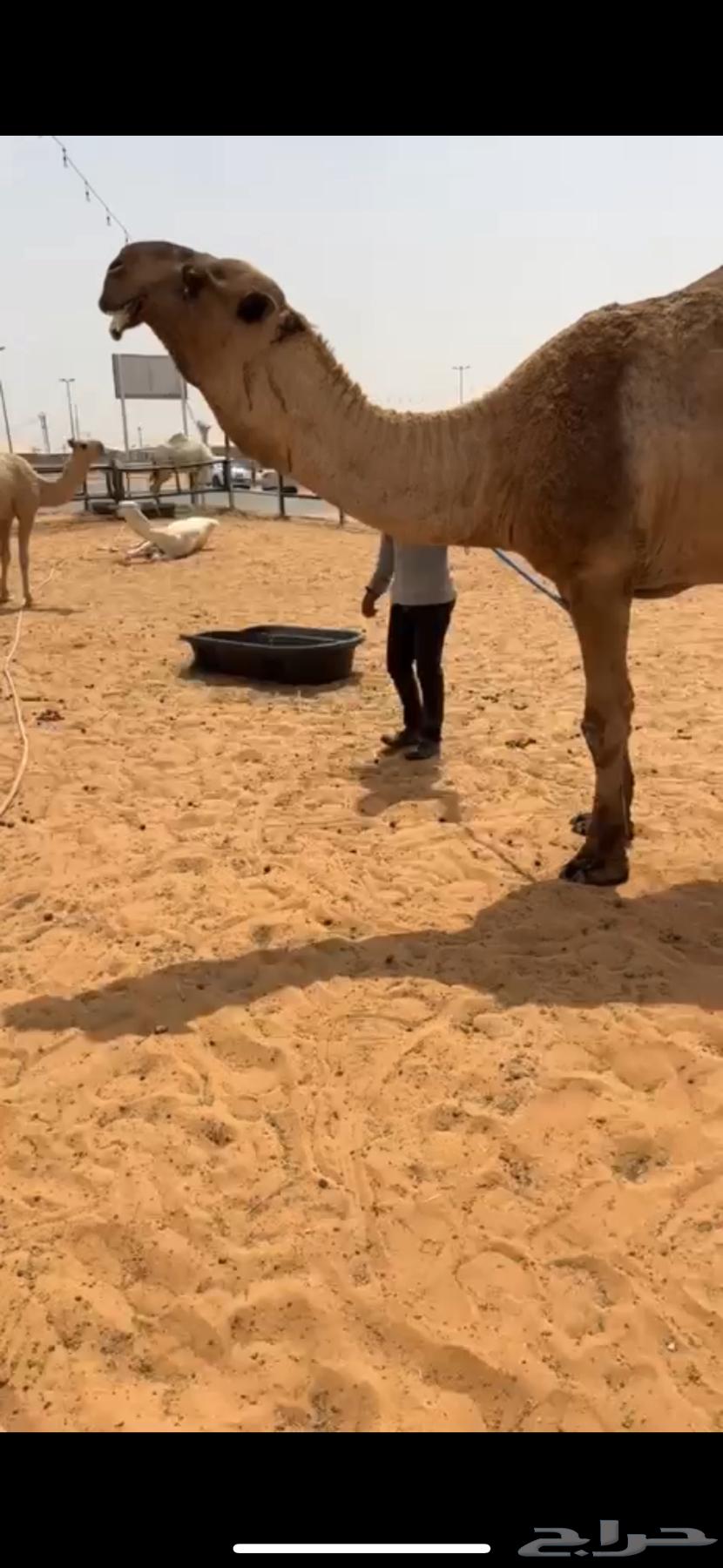 For sale, the capable camel of Al-Oni64593460360065110