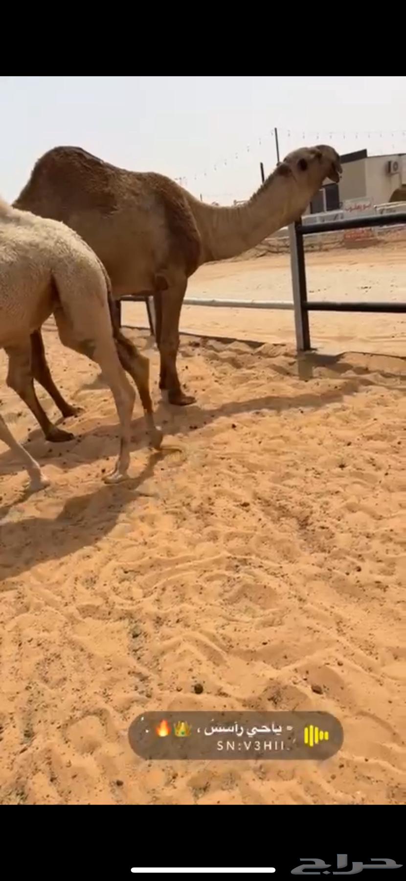 For sale, the capable camel of Al-Oni64593460360065113