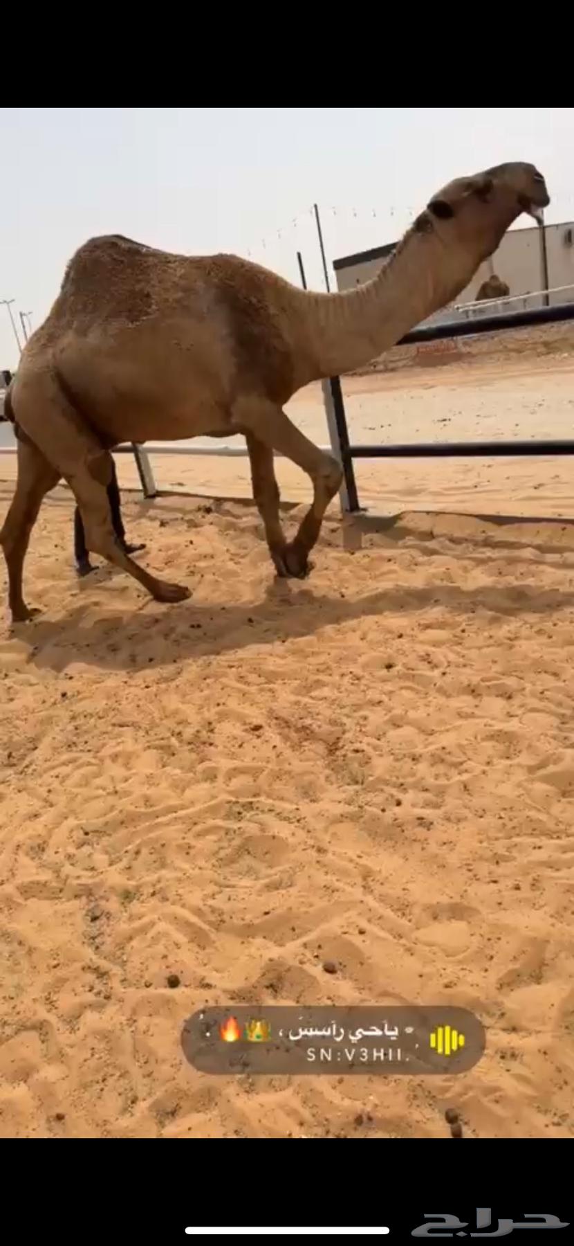 For sale, the capable camel of Al-Oni64593460360065114