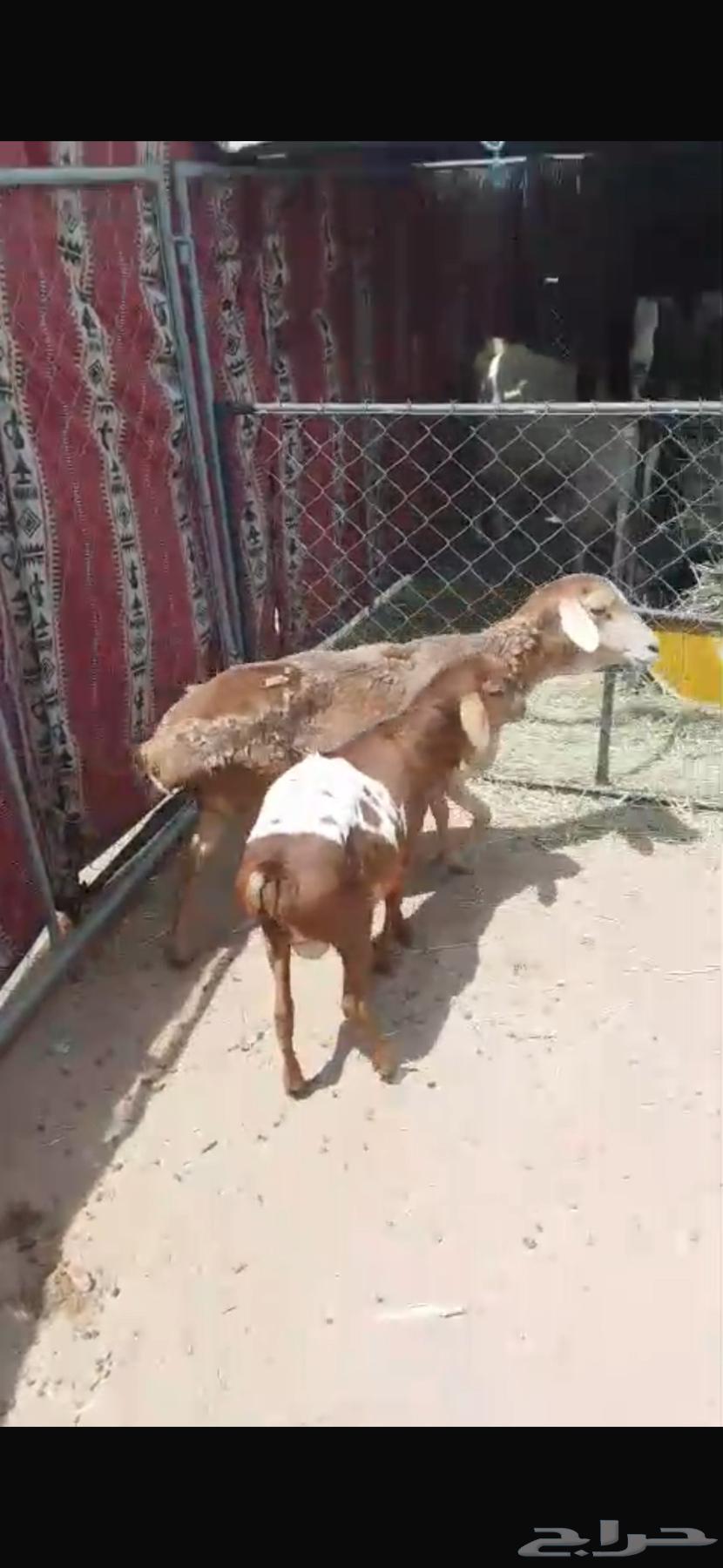 بربريه سديس مقنوي (( تم البيع خارج الموقع ))64592129992835113