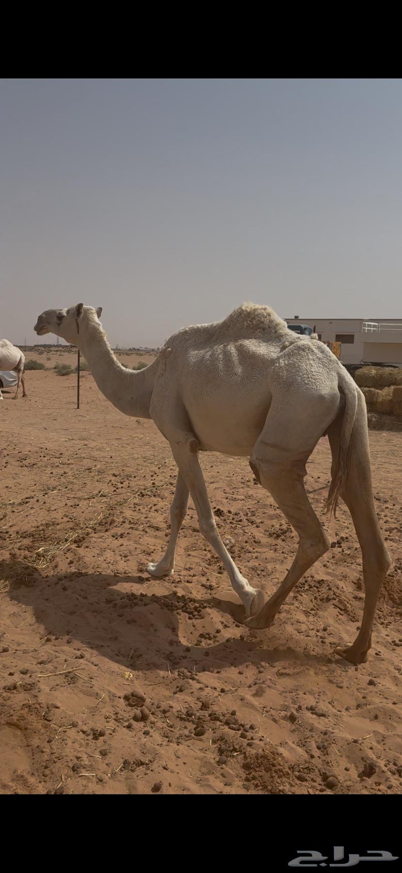 ناقه لقحه على فحل منتج64590533456515111