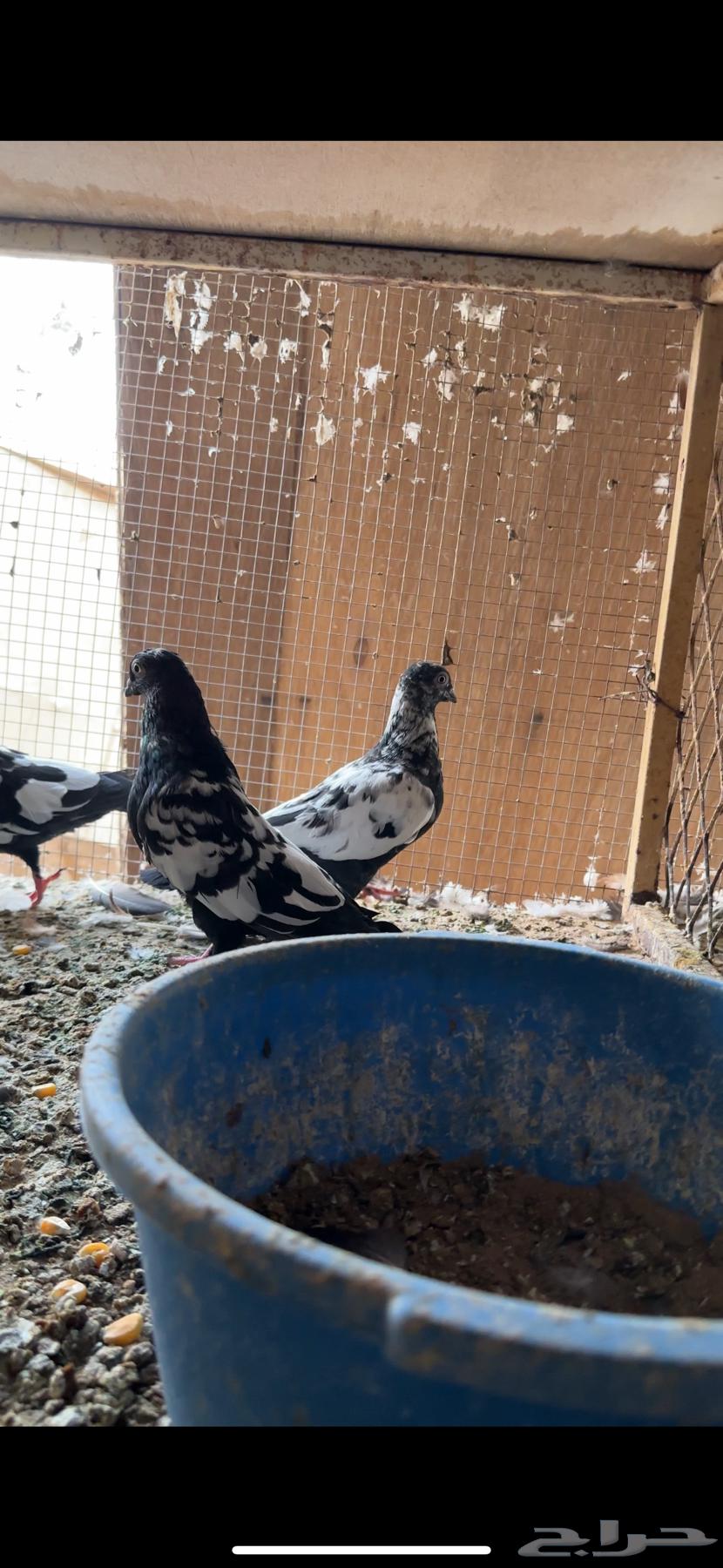 عشة حمام دجي64592238018947113