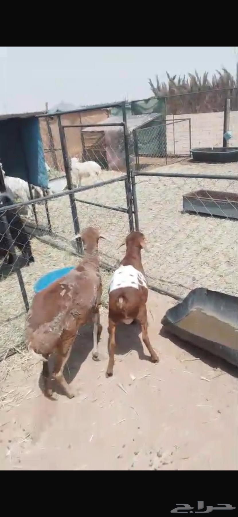 بربريه سديس مقنوي (( تم البيع خارج الموقع ))64592129992835110